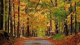 高清晰秋季森林路壁纸