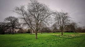 高清晰绿草树壁纸