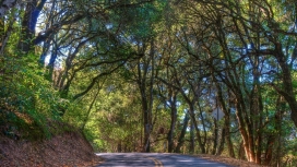 高清晰绿树路壁纸