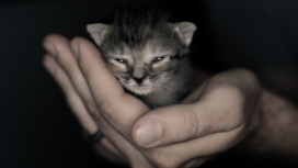 高清晰可爱宠物猫墙纸下载