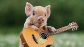 弹吉他的可爱小猪
