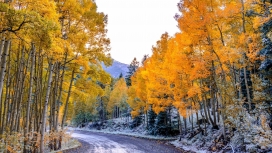 可爱的黄树木冰冻之路