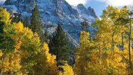 高清晰秋季树林壁纸