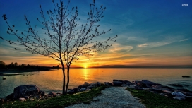 夕阳日路湖树美景