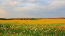金河田木草植物