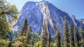 高清晰雪山松壁纸