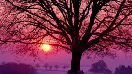 高清晰夕阳下的大树壁纸