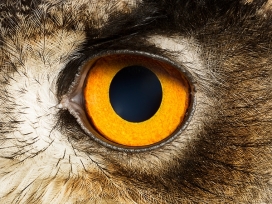 Animal Eyes-动物眼睛特写