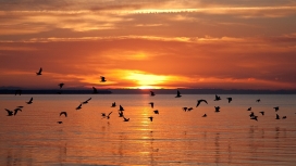 平静的日落海洋火热鸟