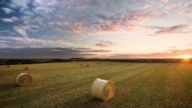 高清晰干草壁纸