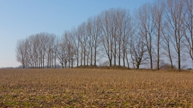 秋季的稻田树林壁纸