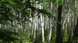 高清晰白桦林壁纸