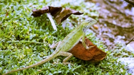 可爱的绿色变色龙壁纸