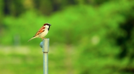 停落在自来水管上的小麻雀