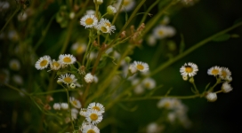高清晰蓝白雏菊花壁纸