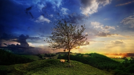 在绿树下休息的狐狸动物壁纸