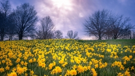 紫色天空下的黄色水仙树花瓣壁纸