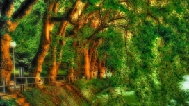 美丽的绿色树公园