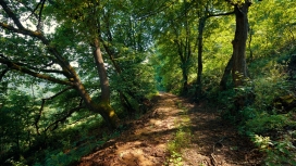 高清晰山间树林黄泥路壁纸