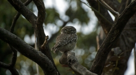 落在枯树上休息的猫头鹰鸟壁纸