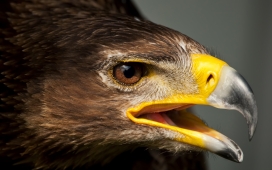 高清晰老鹰鸟类壁纸下载