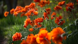 高清晰简约唯美自然植物待机壁纸下载