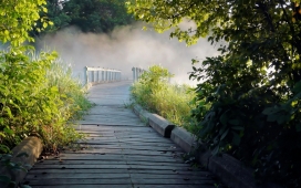 迷雾植物木桥