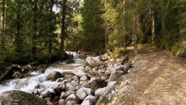 森林石头河流壁纸