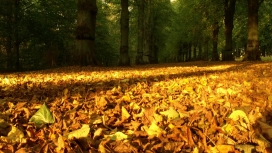 高清晰金黄秋季落叶壁纸