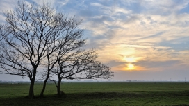 日落下的光秃秃树木