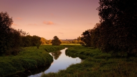 粉色暗淡的树草甸溪