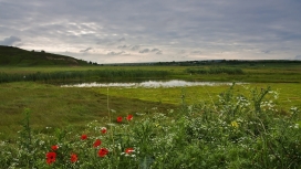 美丽的牧场花池塘