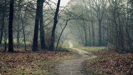 阴森的森林小路