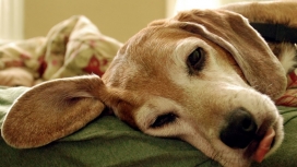 高清晰贪婪睡觉的狗狗桌面宽屏壁纸下载