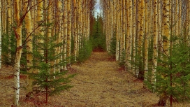 令人愉快的桦木路