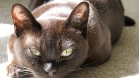 高清晰黑色缅甸猫