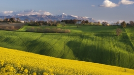 意大利绿黄地毯草坪壁纸