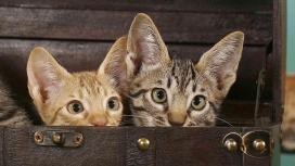 高清晰可爱的热带稀树草原猫幼崽壁纸