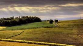 高清晰金黄色草坪花壁纸
