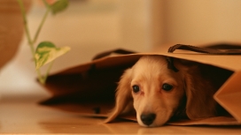躲在纸袋里的狗狗桌面宽屏壁纸下载