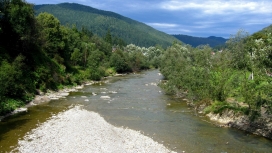 高清晰森林河壁纸