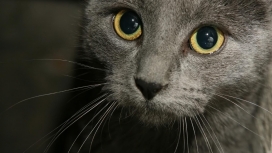 金黄眼睛的俄罗斯蓝猫壁纸