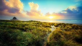 阳光下的大洋海滩云草