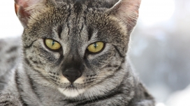 黄眼大灰猫壁纸