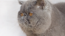 高清晰黄眼睛异国短毛猫壁纸