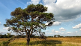 惊人的牧场松树