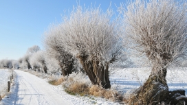 被雪覆盖的树与路