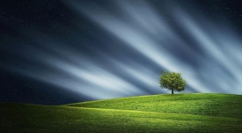 高清晰孤独的单棵绿树壁纸