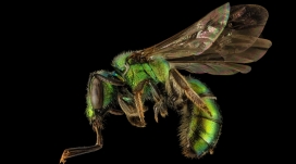 高清晰绿色蜜蜂壁纸