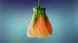 高清晰橙色铃花壁纸